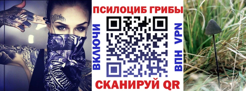Галлюциногенные грибы MAGIC MUSHROOMS  закладки  Каменногорск 